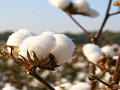 Cotton – القطن يستعد لرحلة جديدة من الهبوط