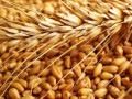 تداولات السلع والهبوط يخيم علي أسعار القمح