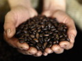 تداولات السلع تشير الى ارتفاعات جديدة لأسعار القهوة